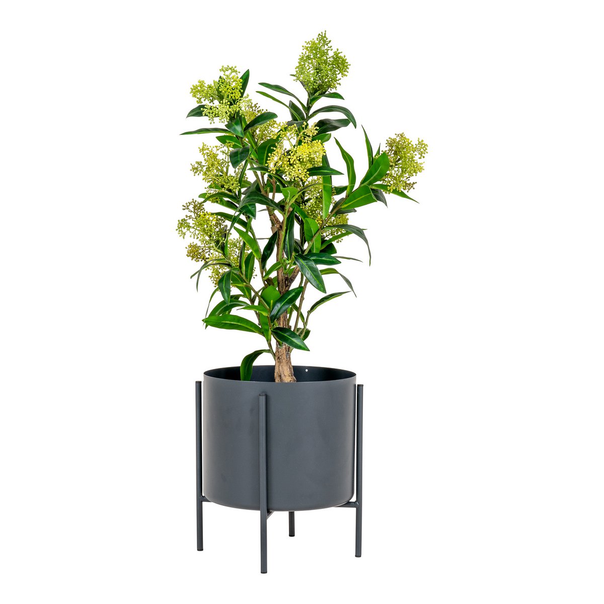 Skimmiaboom - Groen, PE-kunststof, H:75 cm
