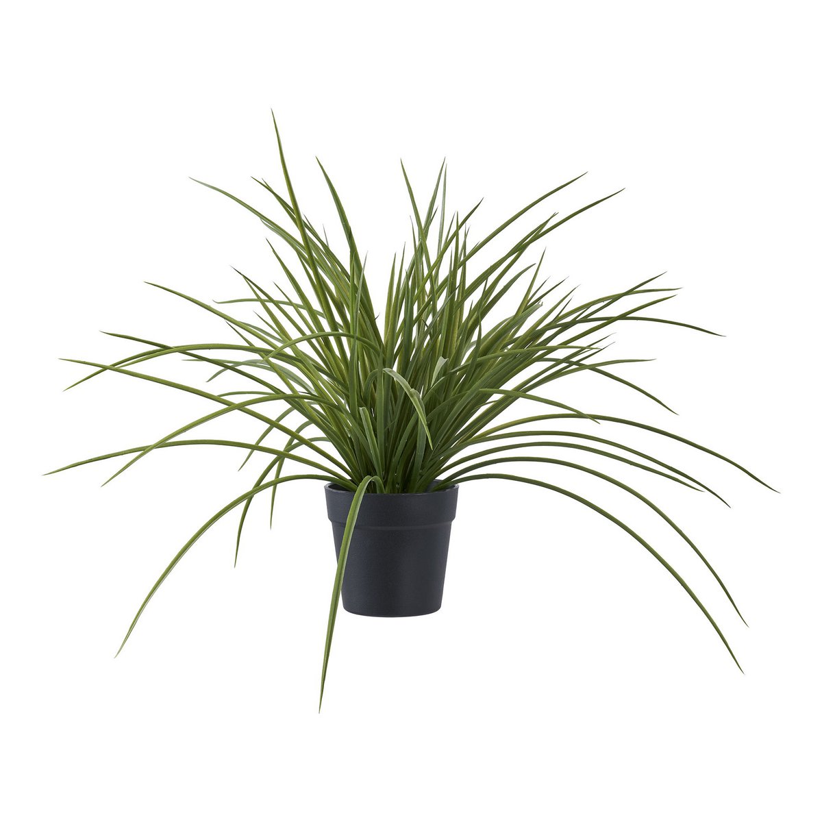 Gras