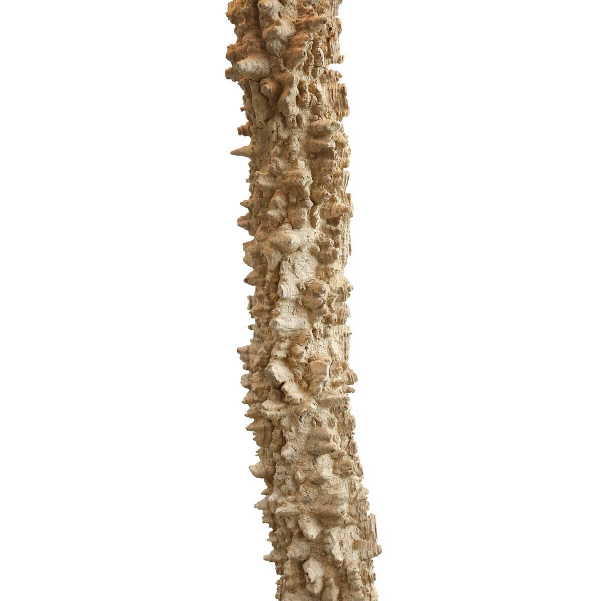 Floor lamp driftwood natural/white 150 cm - SalesFever